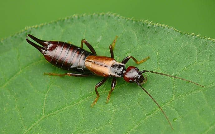 Some Species Of Earwigs Can Fly earwig in yakima washington