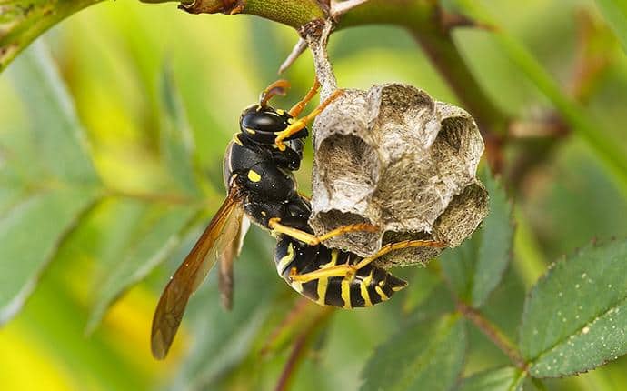 european paper wasp building nest in central wa