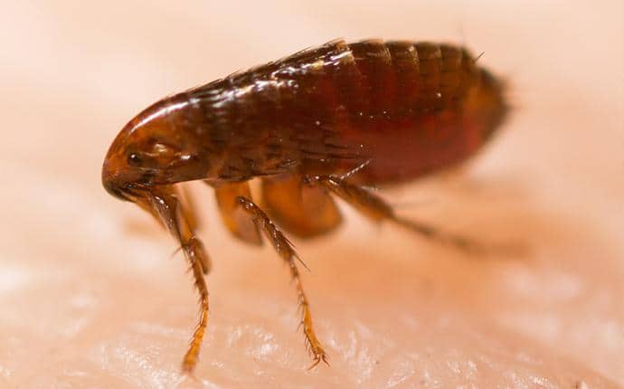 small flee on a hand