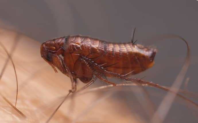 a flea biting a persons arm in washington