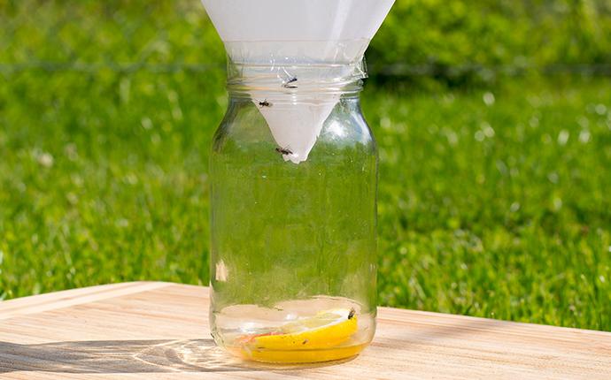 a fruit fly jar trap