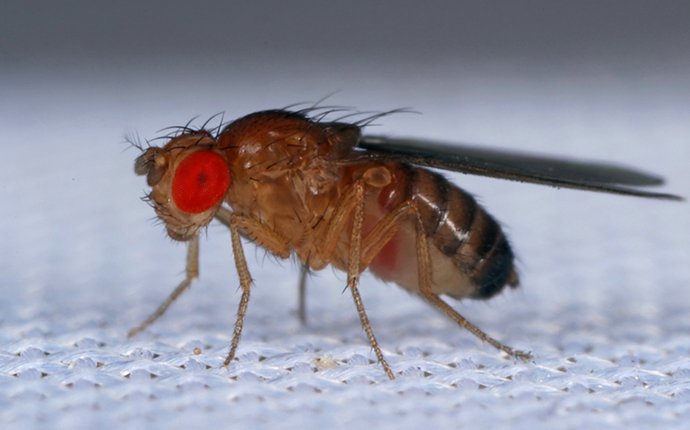 fruit fly on paper towel