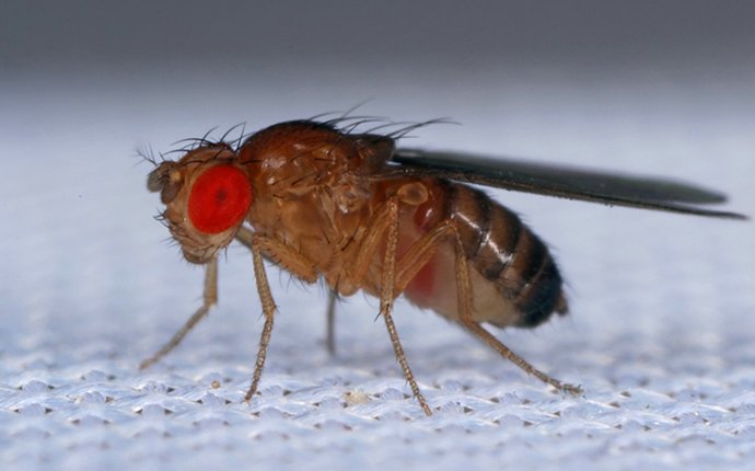 How to Control Fruit Flies in the Garden and Indoors