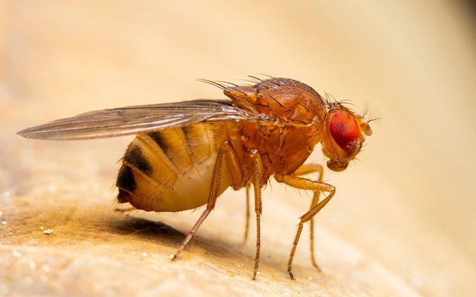 fruit fly on fruit