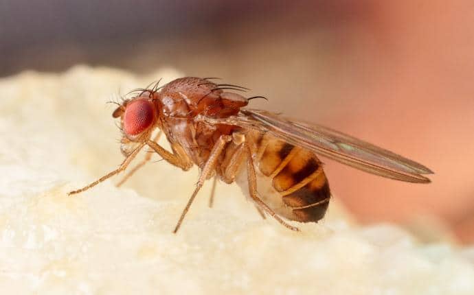 Fruit Flies Have Translucent Wings fruit fly in yakima wa
