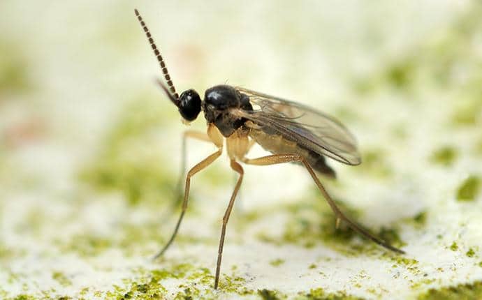 Fungus Gnats Look Like Tiny Mosquitoes fungus gnat in roslyn washington