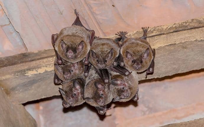 Learn About Bat Pest Control bats in attic of a washington home