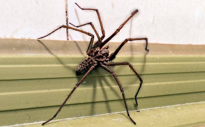 non poisonous house spiders