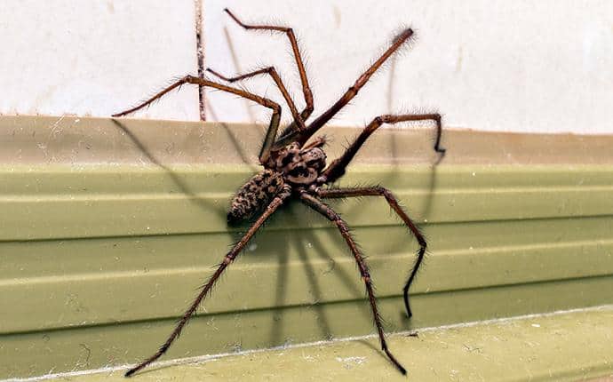 A Guide To The Common Types Of Spiders In Central WA Prosite Pest Control