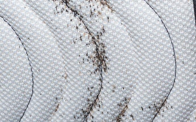 a mattress with evidence of a bed bug infestation in granger washington