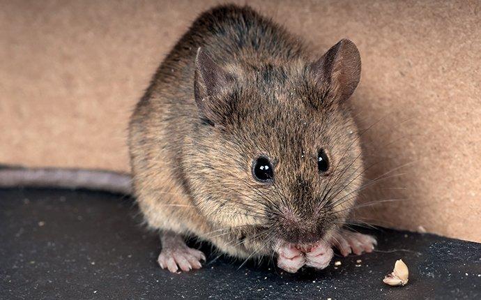 house mouse eating food in a granger washington pantry
