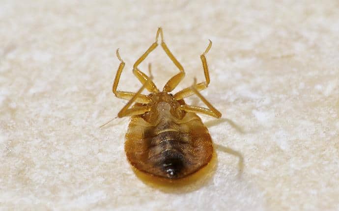 Prosite Eliminates Bed Bugs With Eco-Friendly Heat Treatments bed bug killed by heat treatment