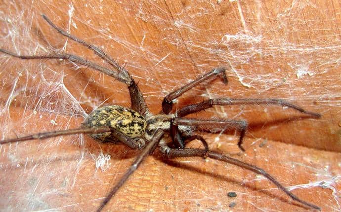 Hobo Spiders Create Funnel Shaped Webs hobo spider in yakima wa
