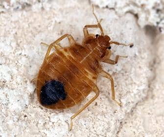 bed bug in a washington home
