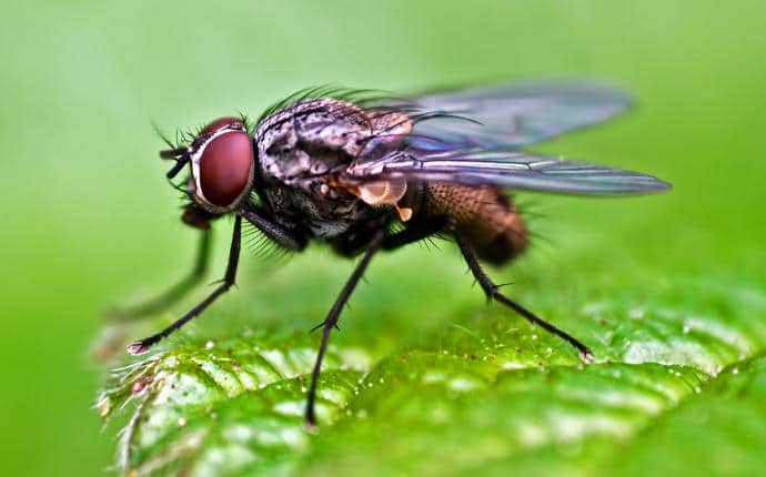 House Flies Have 4 Stripes On Their Bodies house fly in selah washington