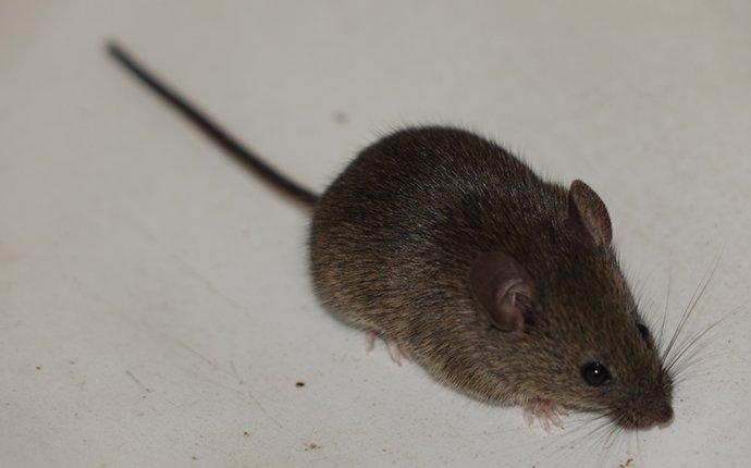 mouse crawling in home