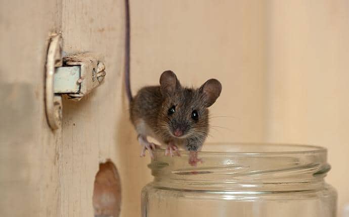 House Mice Are A Small Species house mouse in kittitas washington