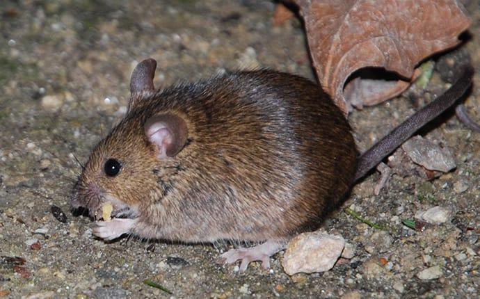 A Guide To House Mice Found In Washington State | Prosite Pest Control