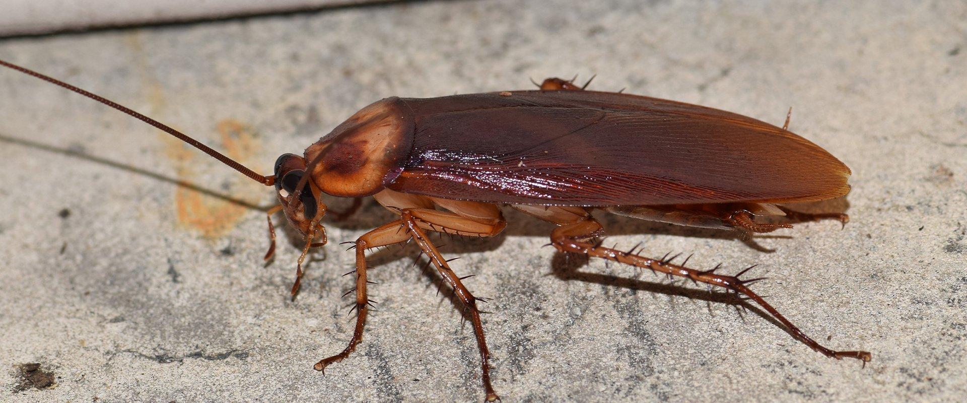 What Yakima County Property Owners Should Know About American Cockroaches