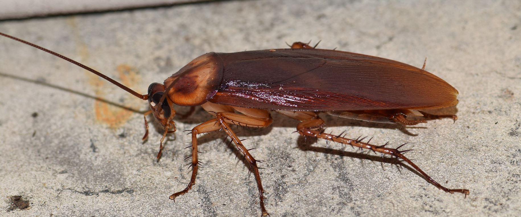Early Warning Signs Of Roaches In Your Yakima County Home