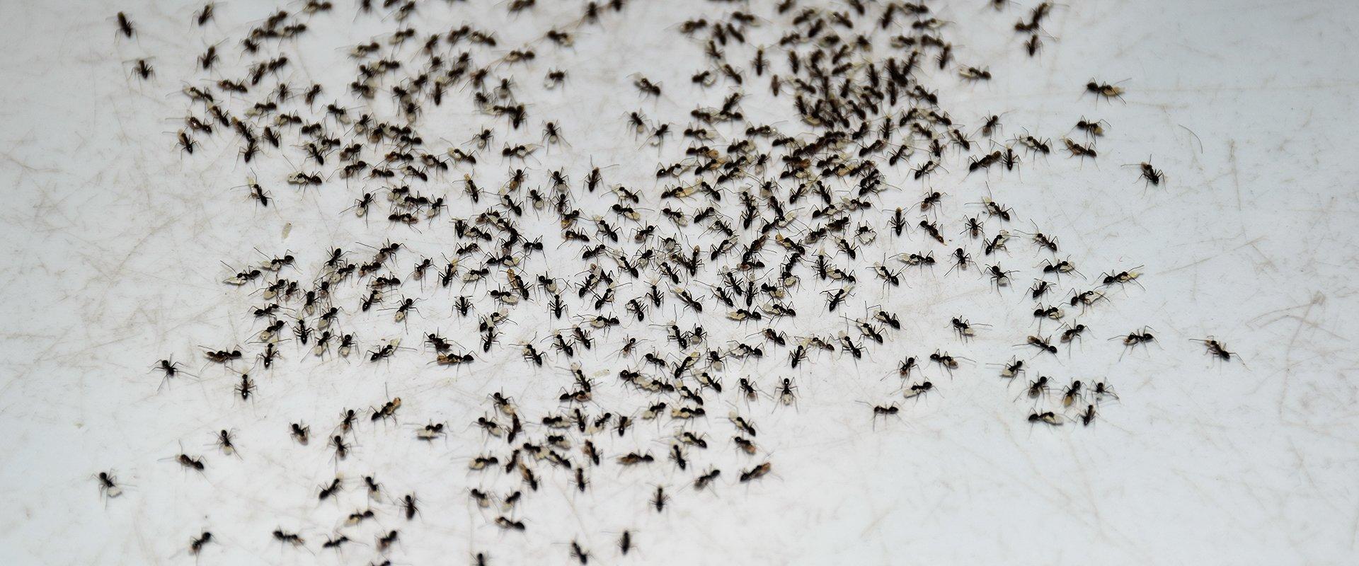 The Right Way To Prevent Ants From Entering Your Yakima Home