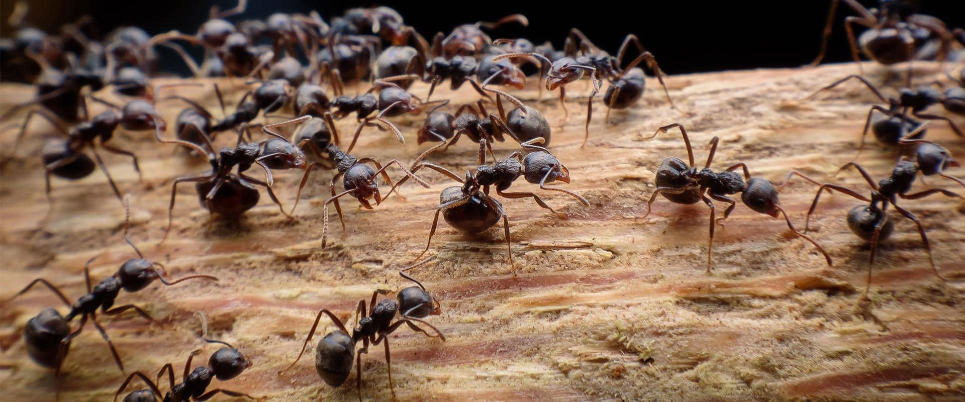 ants on a piece of wood
