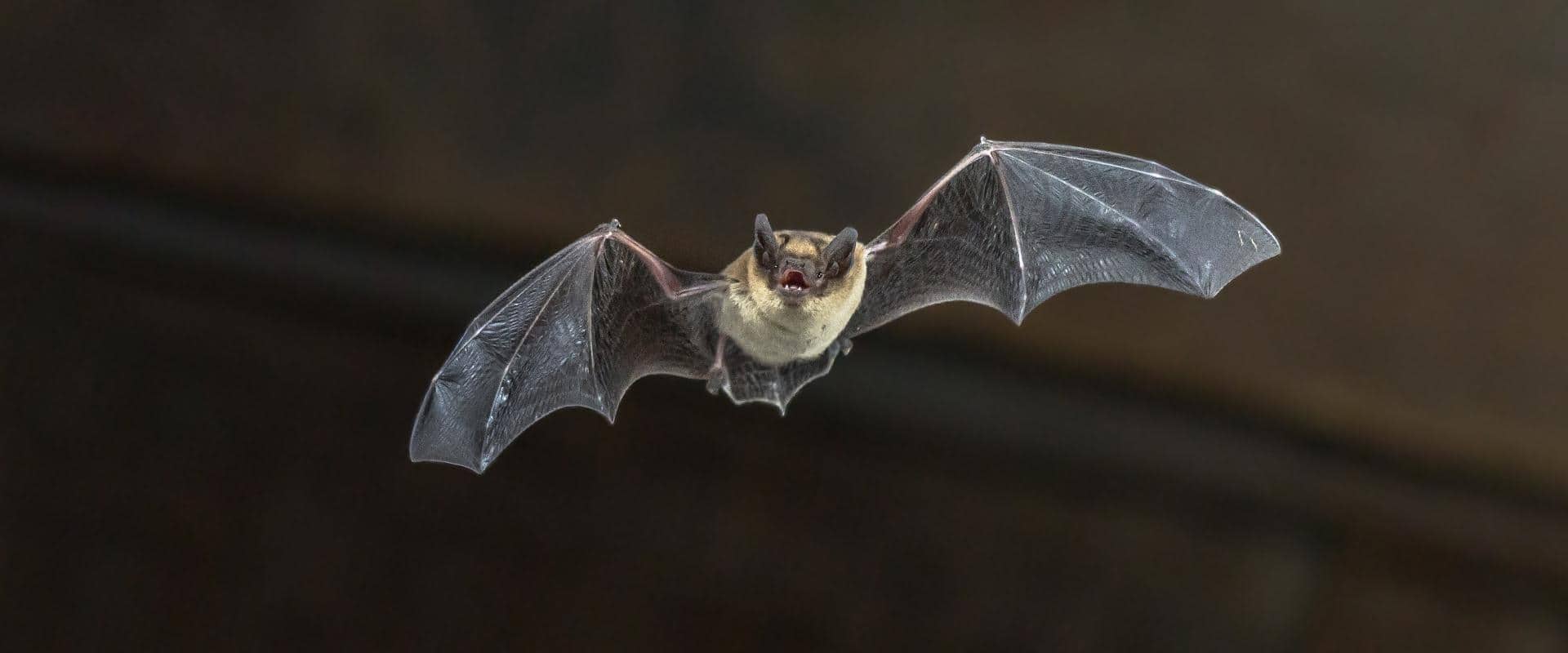bat flying through air in central washington