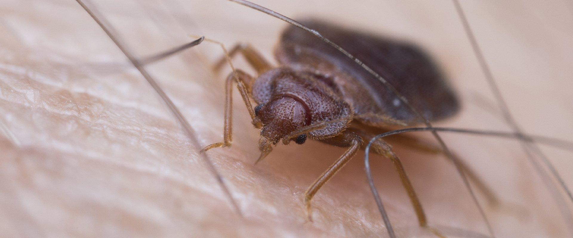 Are Bed Bugs In Yakima County Dangerous?