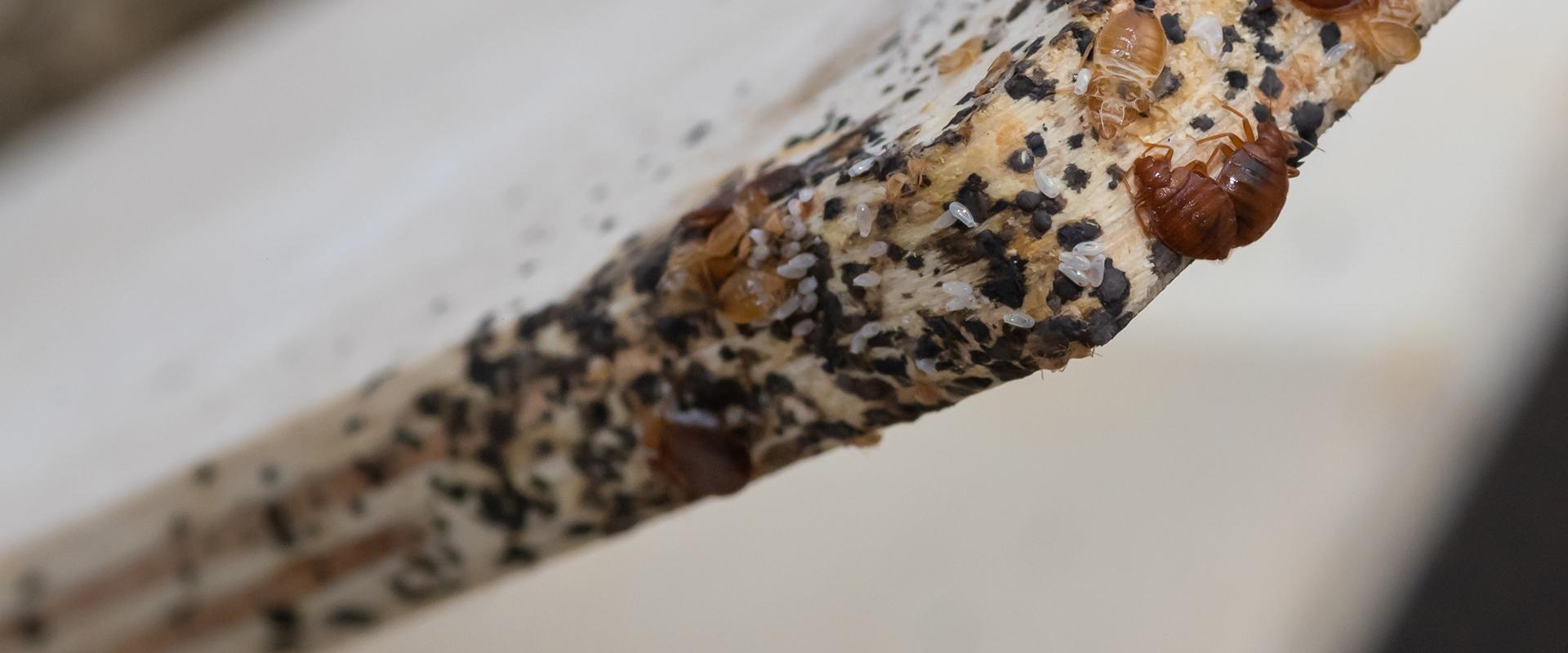 The Ultimate Guide To Effective Bed Bug Control For Yakima County Homes