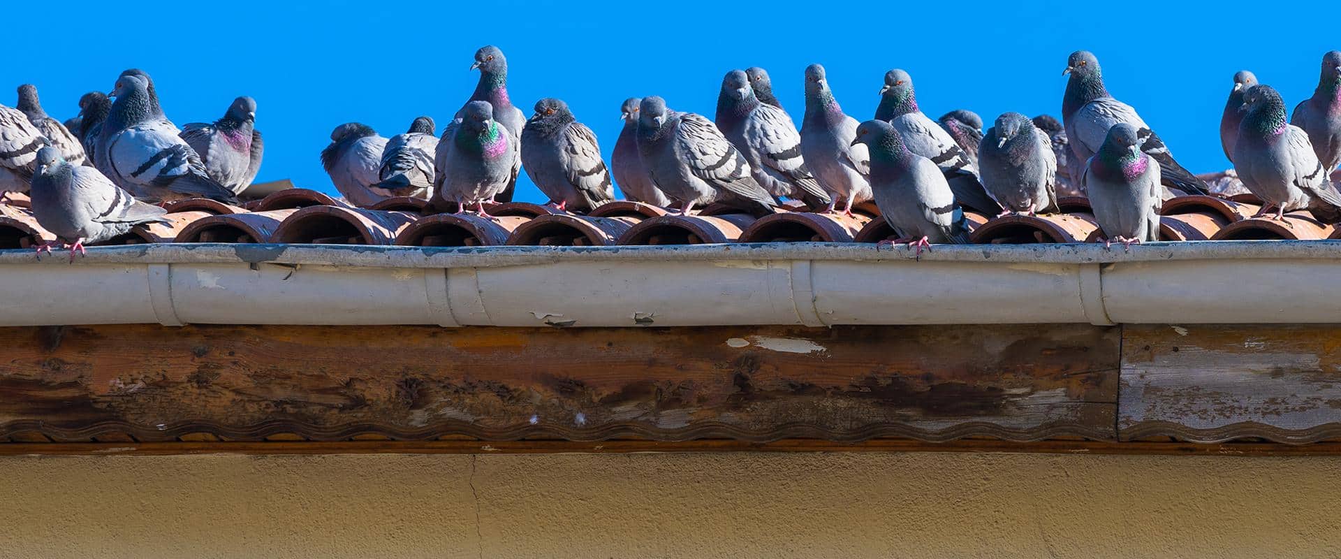 pigeons on roof in kittitas county wa