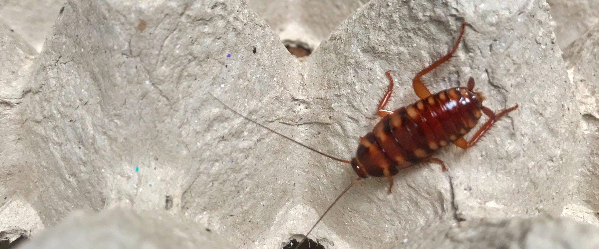 Brownbanded Cockroaches A Guide To Brownbanded Cockroaches Found In Washington State