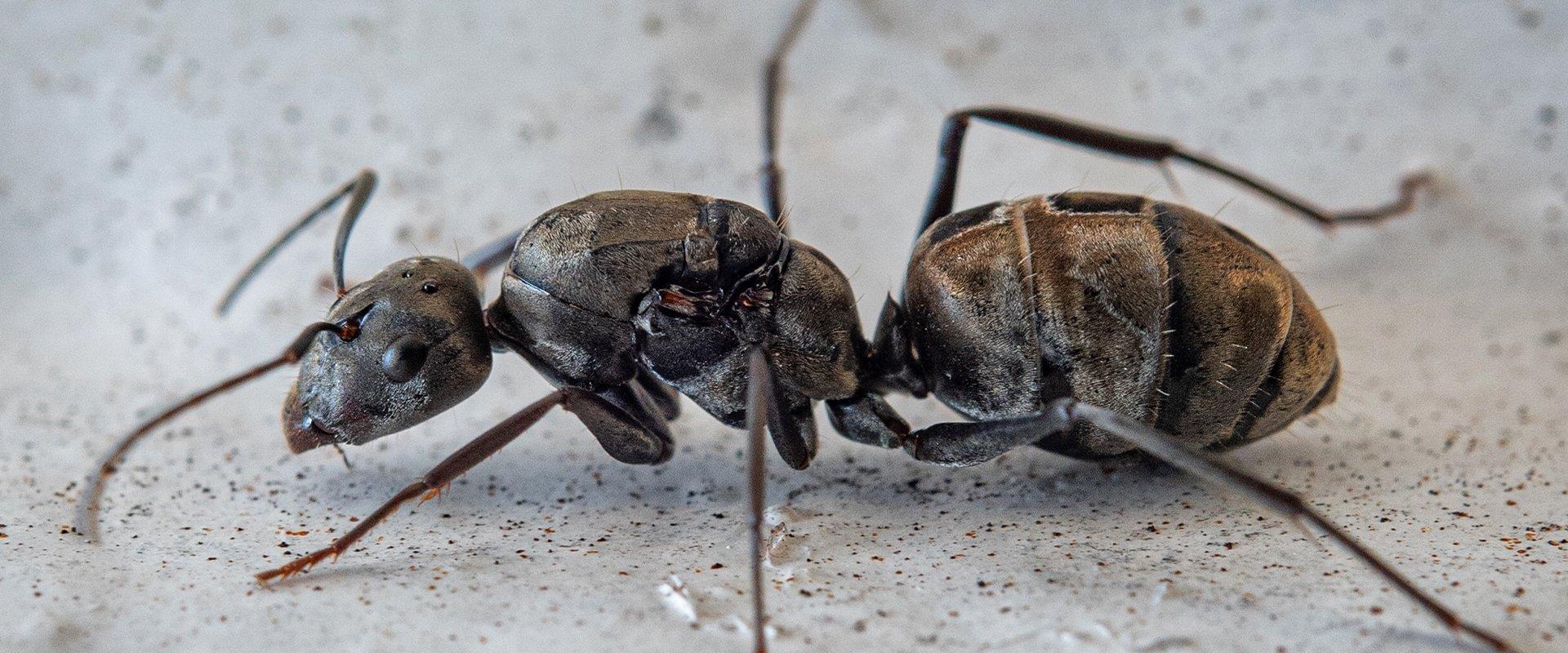 carpenter ant on ground