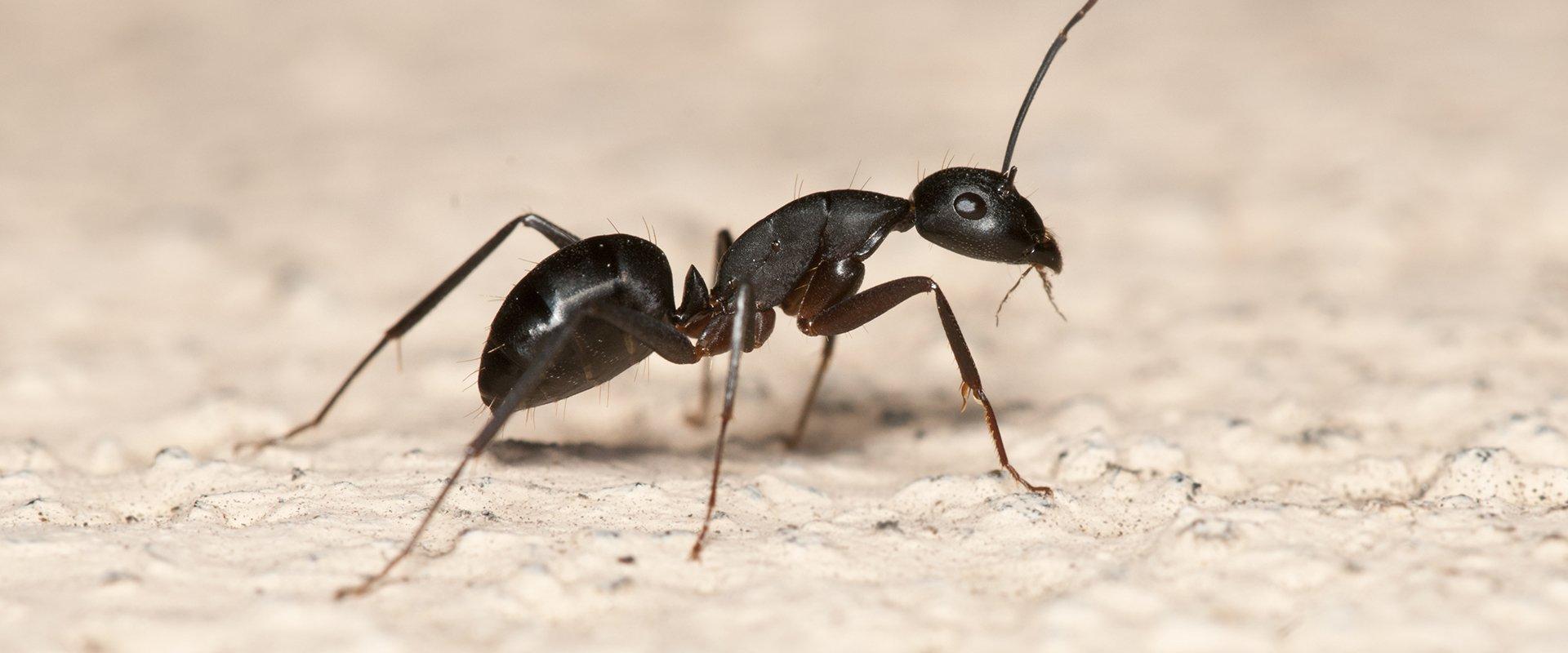 Ants | A Guide To Carpenter Ant Prevention in Washington State