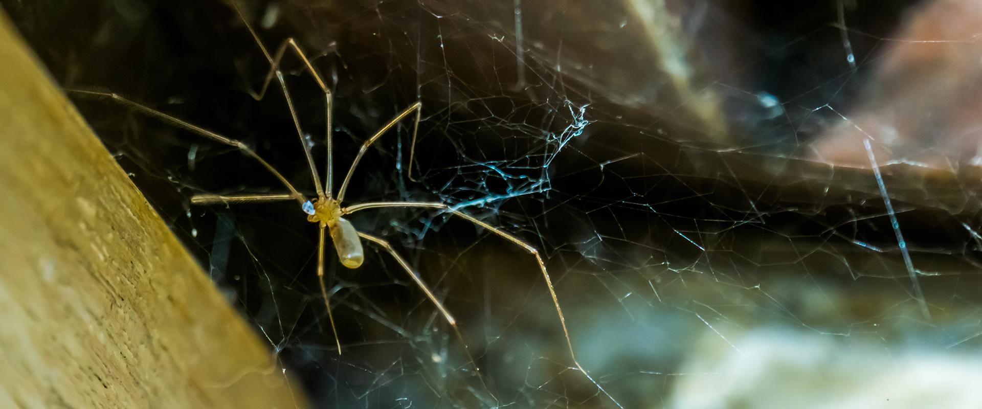 a cellar spider in its web