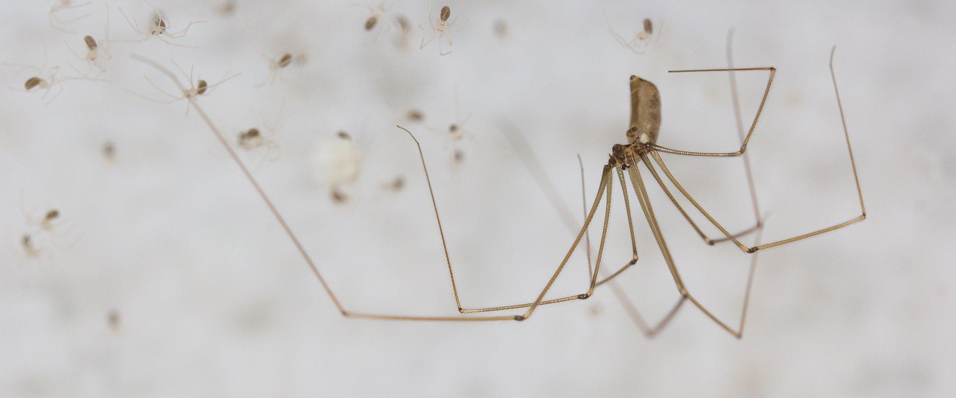 Pholcidae Cellar Spider