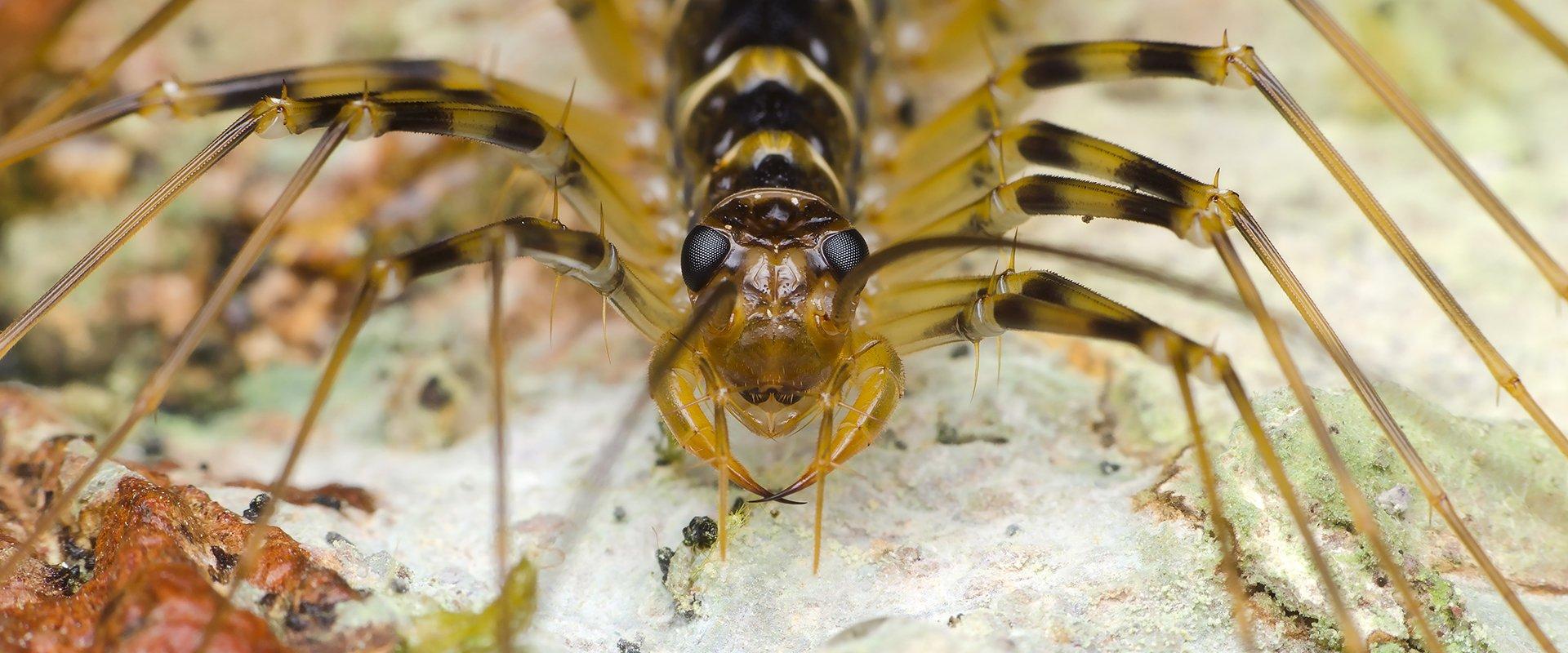 centipede outside