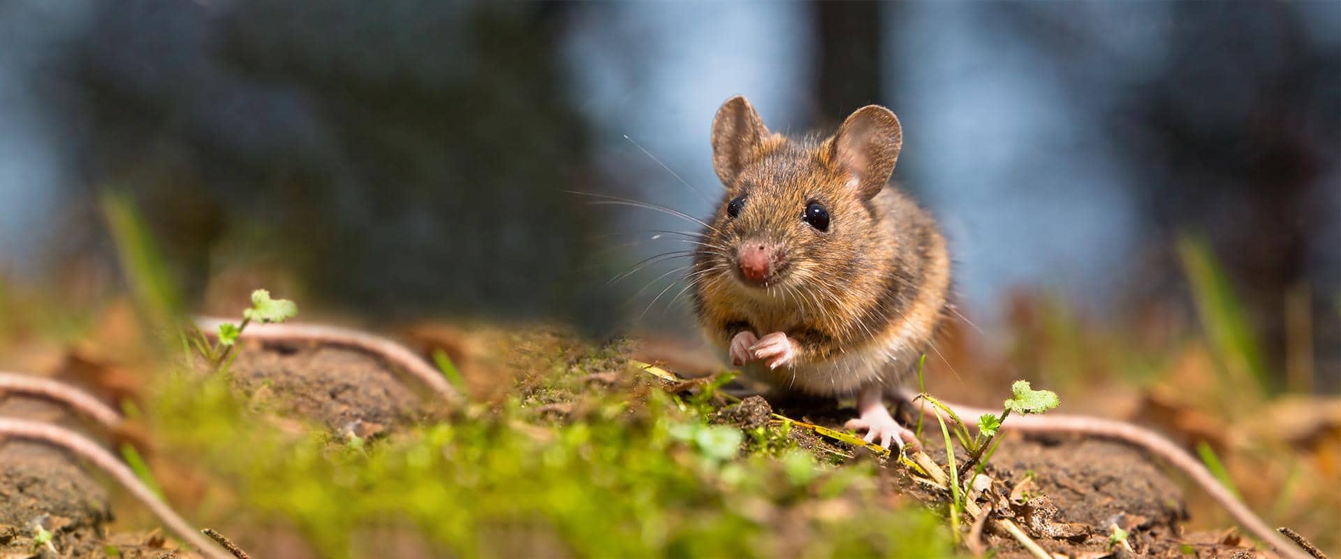 Rodent Control Ellensburg WA | Prosite Pest Control