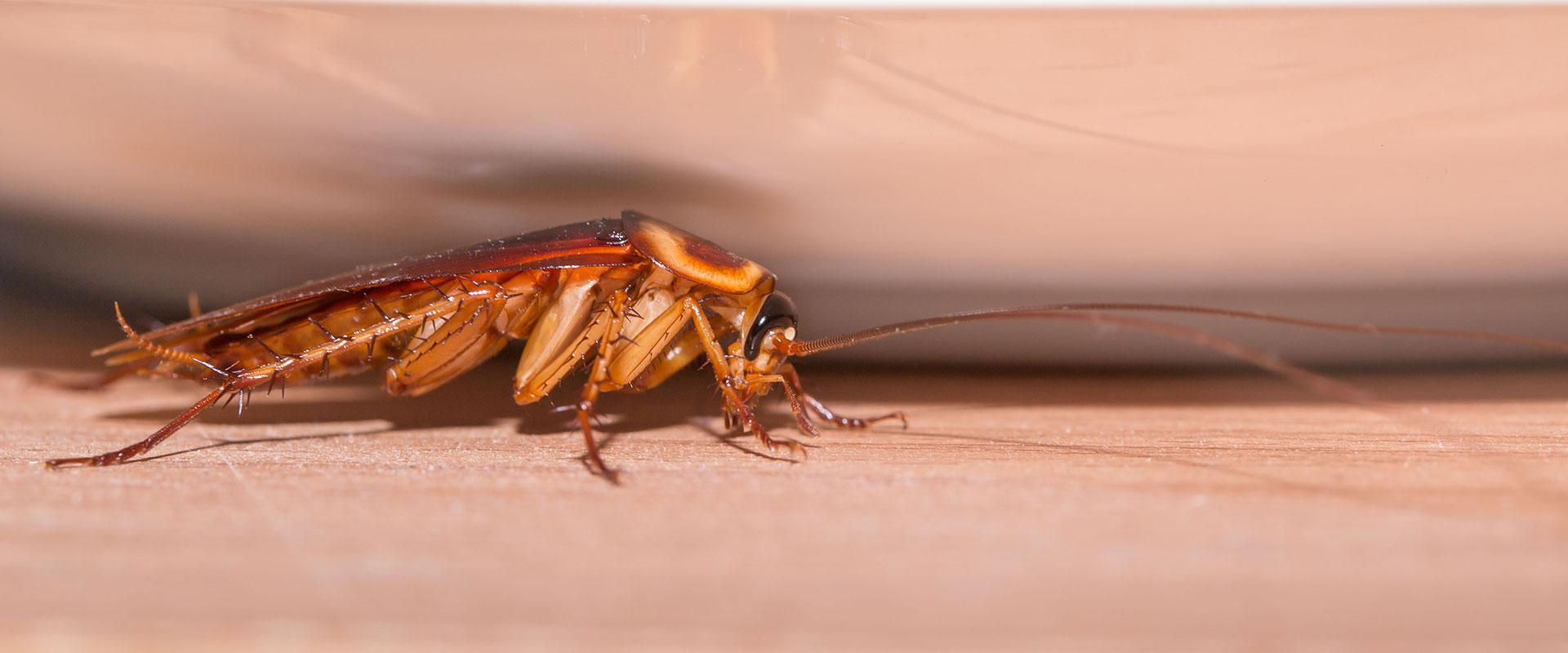 a cockroach on a table