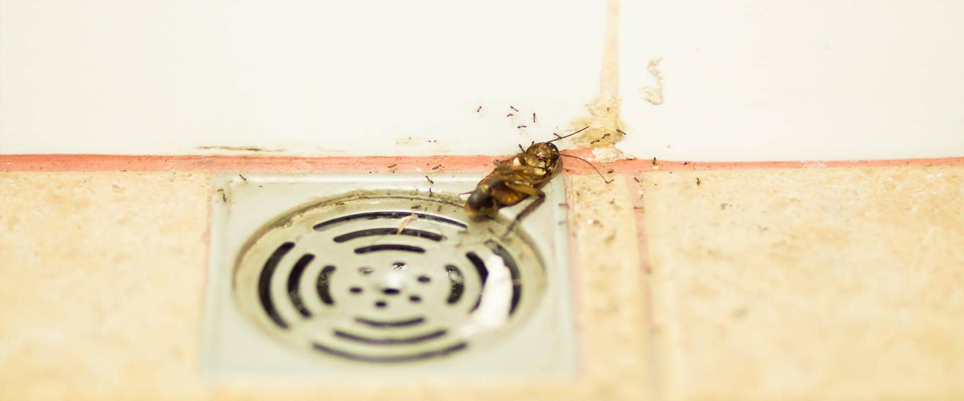 roach in commercial kitchen drain washington