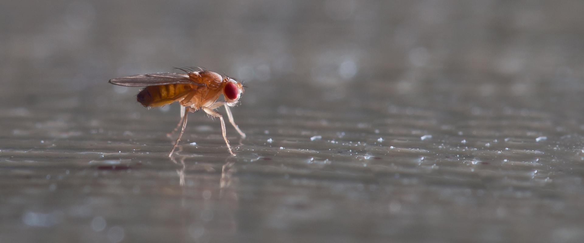 a fruit fly on a table