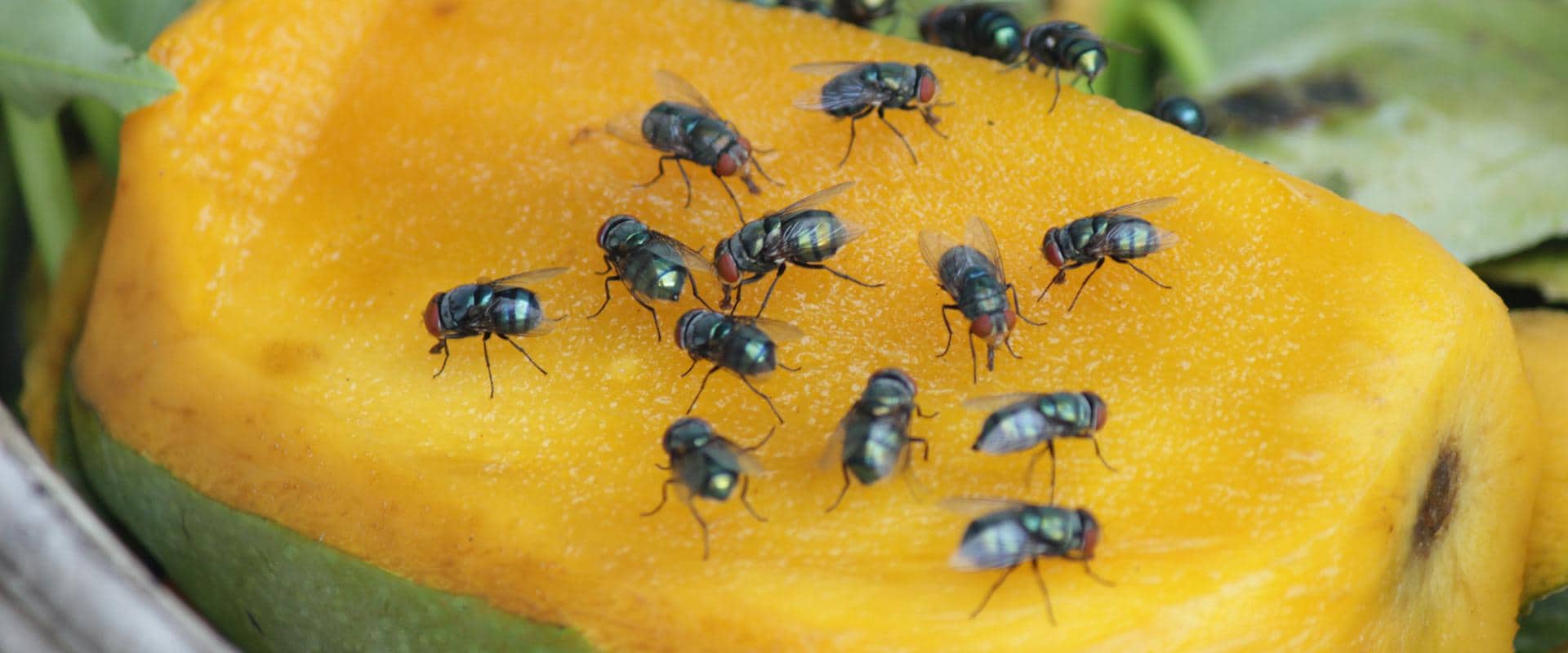 flies on food in cle elum washington