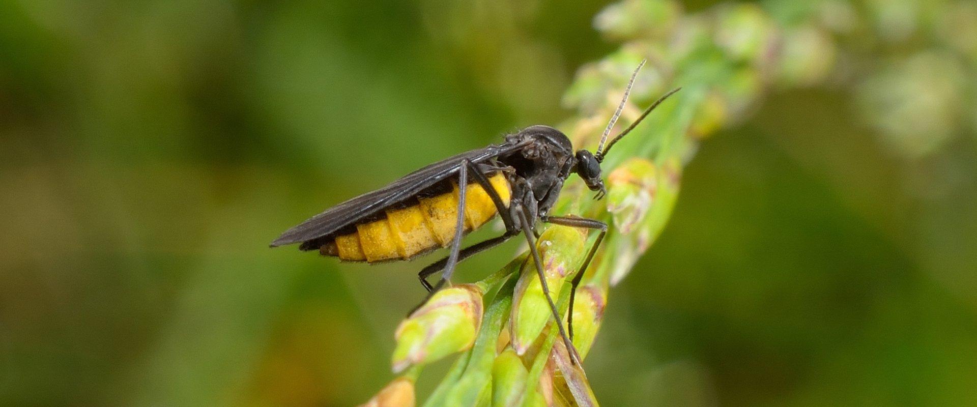 fungus gnat on plant
