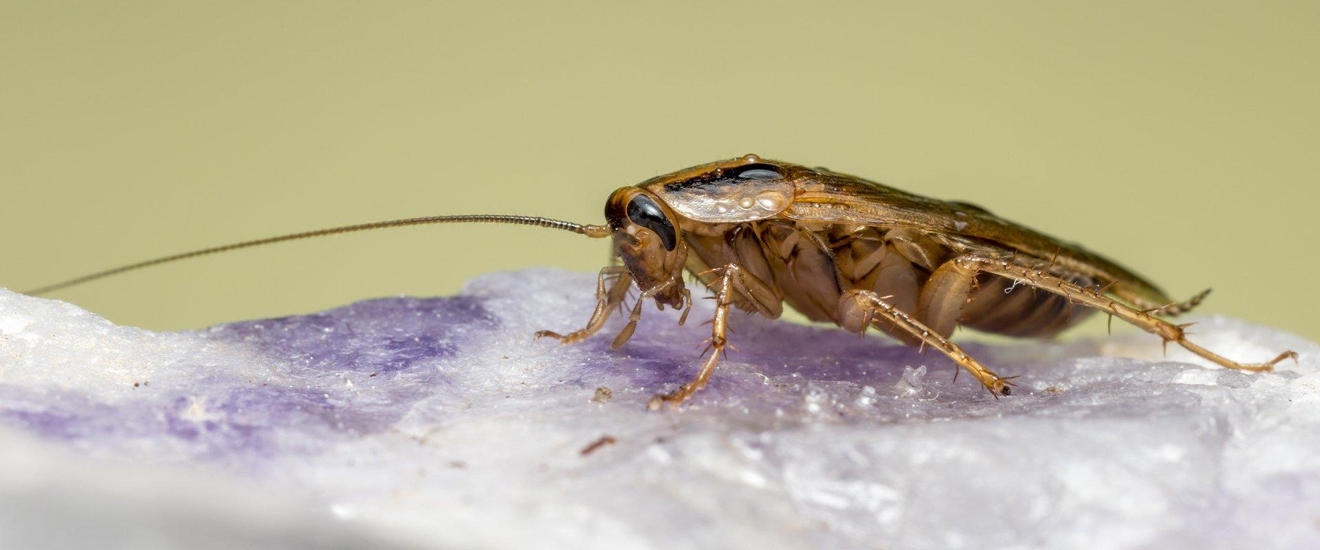 cockroach on salt