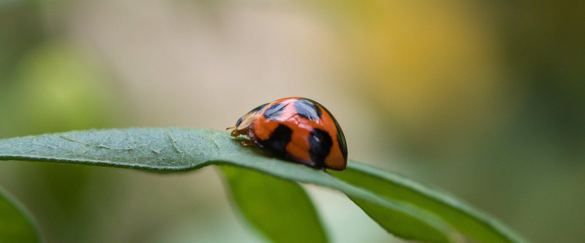 lady beetle on plant