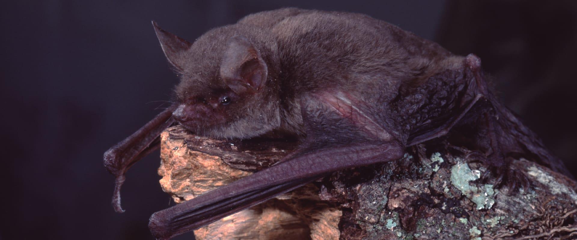 little brown bat on tree branch