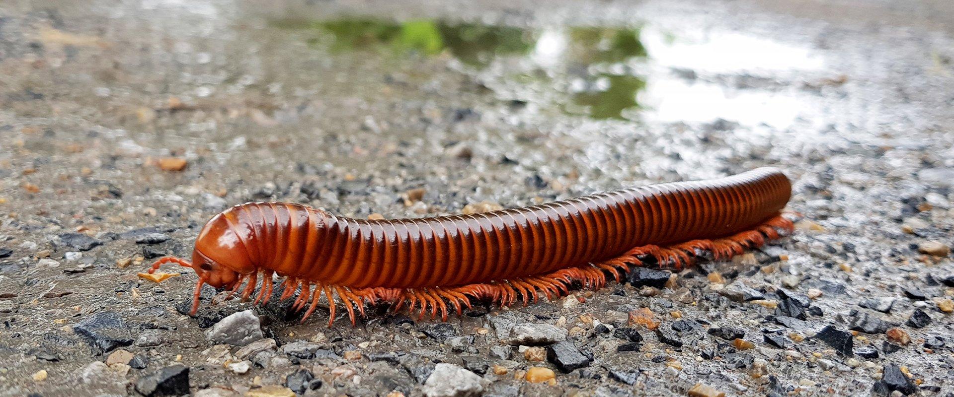 millipede on ground outside