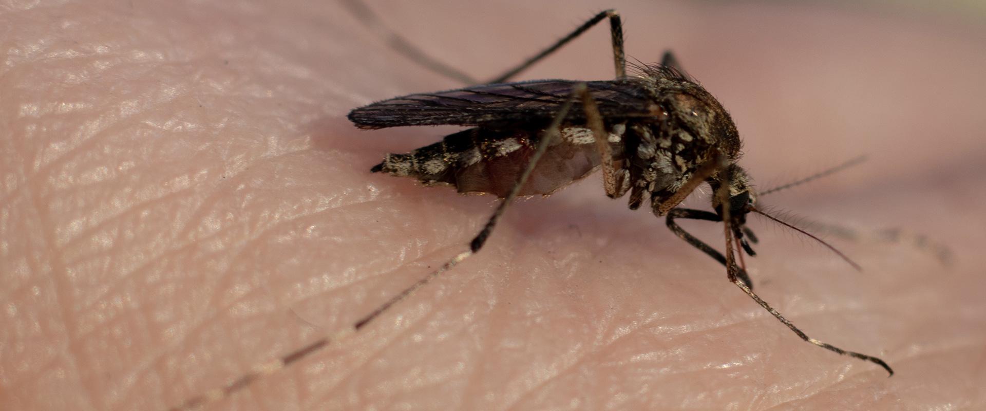 a mosquito biting a persons hand