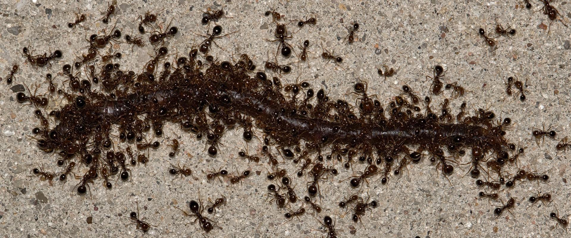 hundreds of pavement ants on a driveway