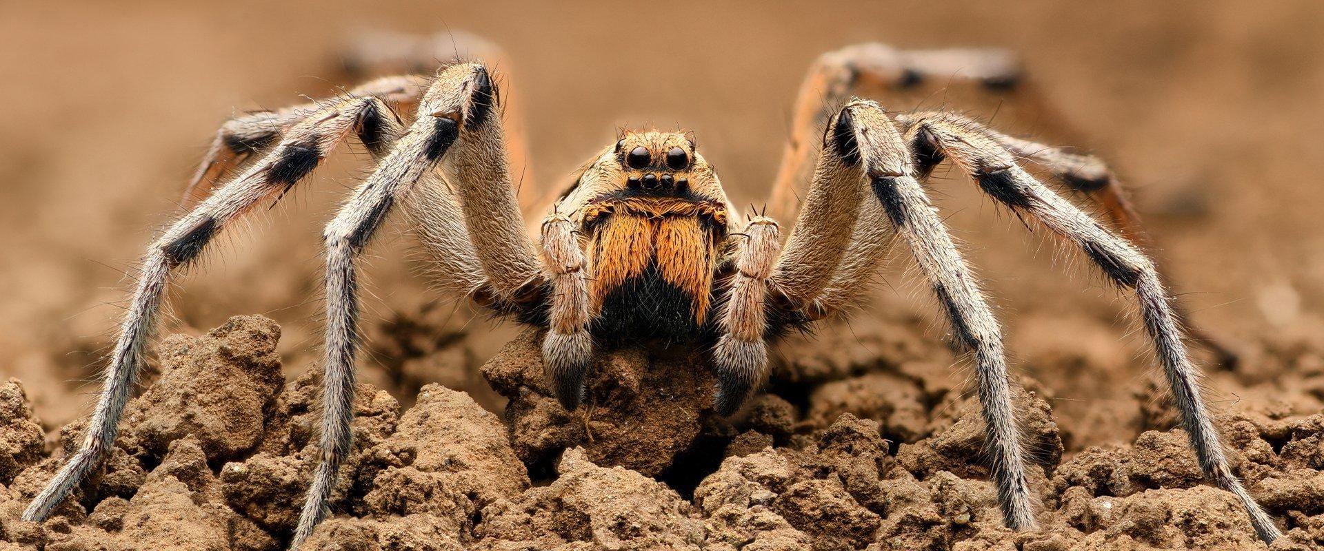 wolf spider crawling on dirt