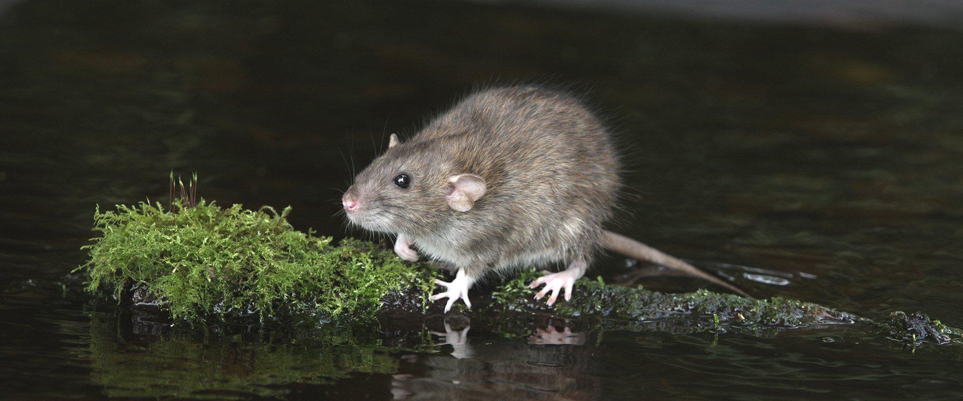 Yakima County's Handy Guide To Norway Rats